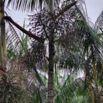 PE ACAI 3